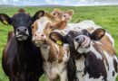 Усть-Пристанские ветеринары предупреждают: Каждому теленку — по бирке