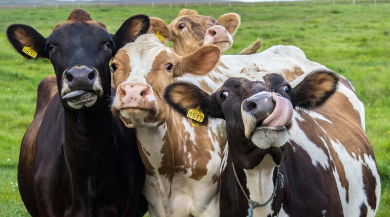 Усть-Пристанские ветеринары предупреждают: Каждому теленку — по бирке