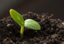 Нужно ли «улучшать» всхожесть семян?