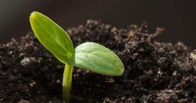 Нужно ли «улучшать» всхожесть семян?