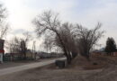 Администрация Усть-Пристанского сельсовета продолжает заниматься удалением аварийных деревьев и надломленных ураганом веток